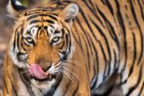 Chạm trán hổ lớn, nông dân sốc nặng thấy điều khó tin