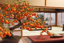 Điểm tên 4 cây cảnh như báu vật sống, hút vô số tài lộc vào nhà