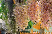 Lan hạc vĩ nở hoa lộng lẫy như cổ tích, đem may mắn cho gia chủ