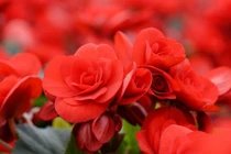 Trồng cây cảnh này ở đâu phúc lộc nở rộ ở đó