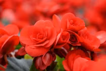 Trồng cây cảnh này ở đâu phúc lộc nở rộ ở đó