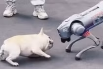 Chó thật mệt lử khi đối đầu chó robot AI giữa phố