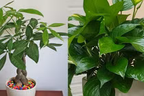 Học người Nhật trồng ngay 3 cây phong thủy hút lộc vào nhà