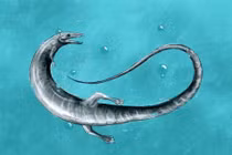 Phát hiện 'rồng sơ sinh' 150 triệu tuổi khiến giới khoa học bàng hoàng