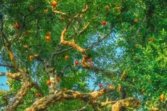 Loài cây quý xanh tốt bốn mùa, tượng trưng tài lộc sung túc