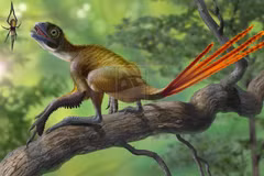 Loài khủng long có lông dài như chim công, hàm răng cực bất thường 