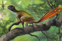 Loài khủng long có lông dài như chim công, hàm răng cực bất thường 