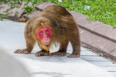 Sự thật gây sốc về khỉ mặt đỏ quý hiếm chỉ còn ở Việt Nam