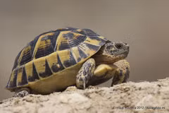 Rùa cạn Hy Lạp sở hữu đặc điểm sinh tồn kỳ bí, sống thọ ngang trời đất