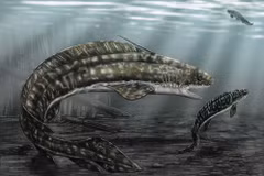 Cận cảnh loài cá mập nước ngọt dị dạng, nhìn như con cá chạch 