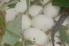 Đụng trúng ổ trứng rắn cực độc trong rừng lại tưởng nấm quý