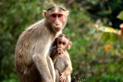 Sự thật khó tin loài khỉ của Việt Nam “hot” nhất thế giới 