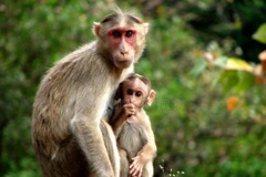 Sự thật khó tin loài khỉ của Việt Nam “hot” nhất thế giới 