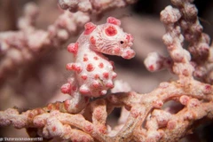 Sự thật thú vị loài cá ngụy trang hoàn hảo số 1 đại dương