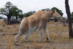  Hé lộ thú móng guốc quái dị nhất quả đất, nửa ngựa, nửa linh trưởng