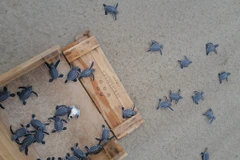 Độc lạ rùa biển bạch tạng được ấp nở ở Côn Đảo 