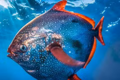 Loài cá 'máu nóng' giữa đại dương, sinh vật phá vỡ quy luật tự nhiên 