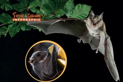 View - [INFOGRAPHIC] Loài dơi quạ quý hiếm nổi tiếng Việt Nam | Báo Tri thức và Cuộc sống - TIN TỨC PHỔ BIẾN KIẾN THỨC 24H