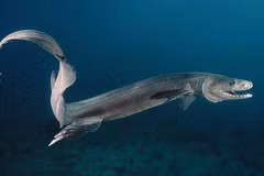 Cận cảnh loài cá mập nguyên thủy nhất còn tồn tại, cực kỳ hiếm gặp 