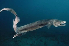 Cận cảnh loài cá mập nguyên thủy nhất còn tồn tại, cực kỳ hiếm gặp 