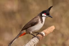 Sự thật thú vị về loài chim “hút tài lộc”, Việt Nam đầy rẫy