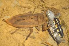 Bí ẩn loài cà cuống Việt Nam, "sát thủ" ao hồ, săn cả rắn