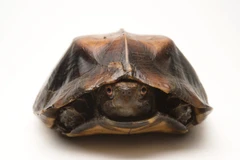 Cận cảnh loài rùa sa nhân cực độc đáo của Việt Nam 