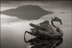  Kỳ dị “hồ máu” biến động vật thành tượng đá ở châu Phi