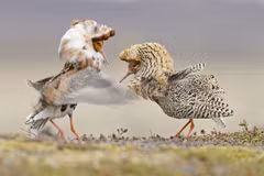 Loài chim hiếu chiến có tập tính sinh sản kỳ lạ nhất thế giới 