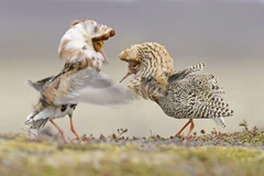 Loài chim hiếu chiến có tập tính sinh sản kỳ lạ nhất thế giới 