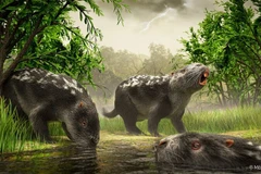 Phát hiện loài chuột khổng lồ nặng cả tấn, răng dài như dao phay