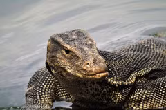 Tận mục loài thằn lằn lớn thứ hai thế giới của Việt Nam 