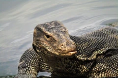 Tận mục loài thằn lằn lớn thứ hai thế giới của Việt Nam 