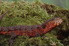 Lộ diện thằn lằn cá sấu cực hiếm, chỉ có ở Việt Nam