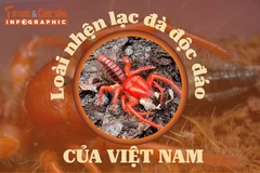 [INFOGRAPHIC] Loài nhện lạc đà độc đáo của Việt Nam