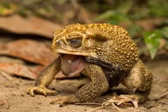 Cận cảnh loài cóc khổng lồ, gieo rắc nỗi kinh khoàng khắp thế giới 