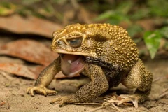 Cận cảnh loài cóc khổng lồ, gieo rắc nỗi kinh khoàng khắp thế giới 