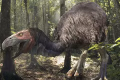 Tiết lộ sốc về loài chim có cái mỏ đáng sợ nhất từng tồn tại 