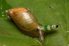 Rùng rợn hiện tượng ký sinh trùng biến đổi gen vật chủ