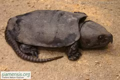 Sự thật khó tin về loài rùa dị nhất thế giới của Việt Nam