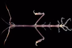 Loài vật hệt bộ xương di động có khả năng 'tàng hình' kỳ diệu 