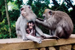 Top sự thật thú vị về loài khỉ đuôi dài Việt Nam 