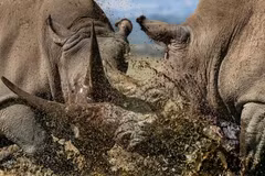 20 ảnh động vật hoang dã lay động triệu trái tim thế giới