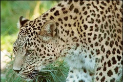 Tận mục loài mèo hoang dã săn mồi đỉnh nhất Việt Nam 