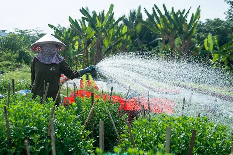 Vựa hoa lớn nhất TP HCM vào vụ Tết, nông dân tất bật chăm sóc
