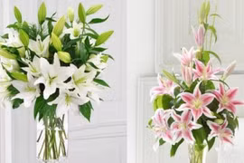 Bí quyết nhận biết đâu là hoa ly mới, đâu là hoa đông lạnh