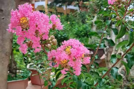 Tâm sự của người vợ có chồng nghiện cờ bạc