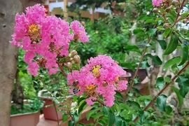 Tâm sự của người vợ có chồng nghiện cờ bạc