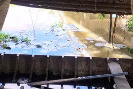 Hai nữ sinh tiểu học tử vong thương tâm dưới mé kênh gần nhà