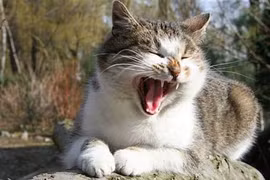 Nam bệnh nhân Canada tử vong do mèo cắn